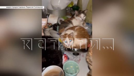Жительница села Большое Мокрое набрала 70 животных и не может с ними справиться