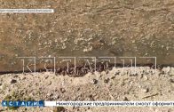 Африканские кивсяки заполонили дом в Приокском районе