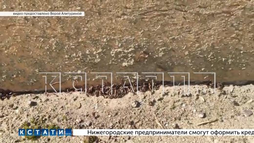 Африканские кивсяки заполонили дом в Приокском районе