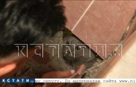 Чтобы спасти своего кота, хозяевам пришлось разломать стену в соседской квартире