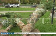 Да кто же их посадит — саженцы, привезённые для озеленения города, бросили засыхать на улице