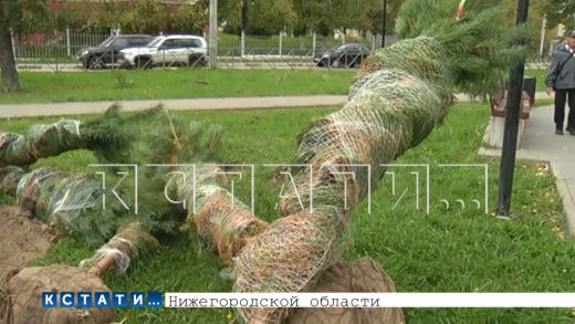 Да кто же их посадит — саженцы, привезённые для озеленения города, бросили засыхать на улице