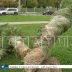 Да кто же их посадит — саженцы, привезённые для озеленения города, бросили засыхать на улице