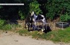 Хозяйские собаки держат в страхе целую улицу в Нижегородском районе