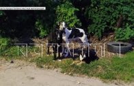 Хозяйские собаки держат в страхе целую улицу в Нижегородском районе