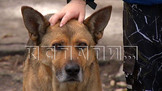 Избиение собаки детьми, удивившее жестокостью, оказалось не тем, чем кажется