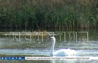 Лебедей, поселившихся в Кстовском районе, расстреляли браконьеры