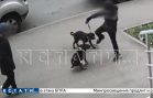 Маленький мальчик избил ногами собак, а дедушка объяснил зачем он это сделал
