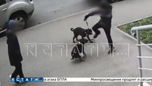Маленький мальчик избил ногами собак, а дедушка объяснил зачем он это сделал