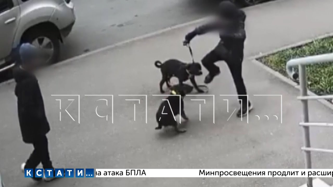 Воссоединение питомцев