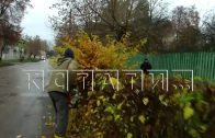 Под пилой коммунальщиков пали не только тополя на улицах, но и плодовые деревья в палисадниках жител