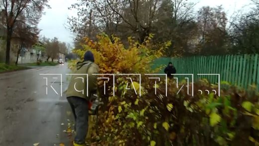 Под пилой коммунальщиков пали не только тополя на улицах, но и плодовые деревья в палисадниках жител