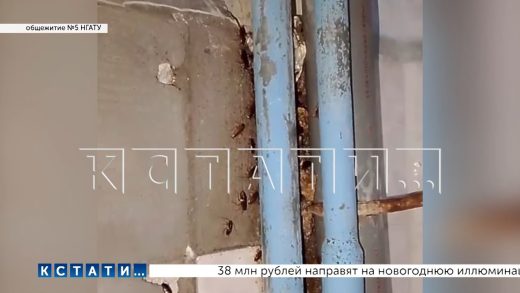Тараканы стали новым участниками коммунального скандала, разразившегося вслед в за коррупционным