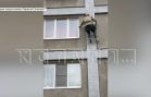 Зоозащитники пытаются добиться вскрытия квартиры, в которой погибают кошки
