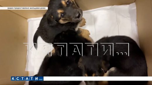 Девушка выбросила пакет с щенками на мороз, но возможно это был акт милосердия