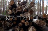 Лесопромышленники рубят лес и сотнями кубов оставляют гнить на делянках
