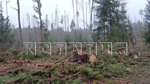 3000 гектаров векового леса под корень вырубают в Борском районе под видом земель сельхозназначения