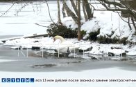 Лебедя, которого забыли в Сормовском парке, и он вмёрз в лед, атакуют вороны