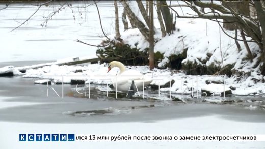Лебедя, которого забыли в Сормовском парке, и он вмёрз в лед, атакуют вороны