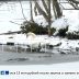 Лебедя, которого забыли в Сормовском парке, и он вмёрз в лед, атакуют вороны
