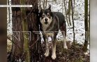 Собаку, которая 9 лет прожила в семье, изрезали ножом и привязали умирать в лесу