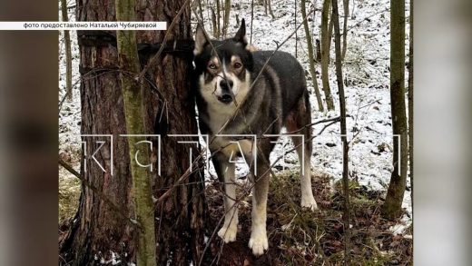 Собаку, которая 9 лет прожила в семье, изрезали ножом и привязали умирать в лесу