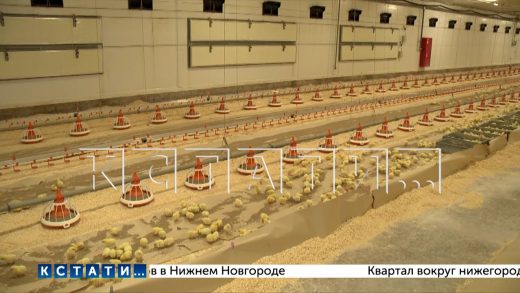 В Вачском районе открыли 18 новых птичников