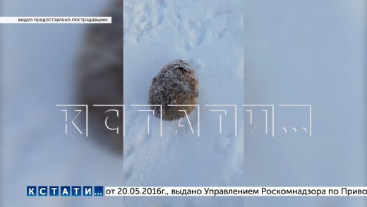 Бешеный хомяк напал на ребёнка мальчика отправили в больницу, хомяка — на опыты