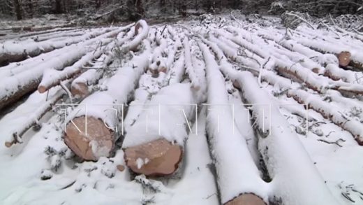 Предприниматель, разоривший совхоз, перевел леса в землю сельхозназначения и начал их уничтожать