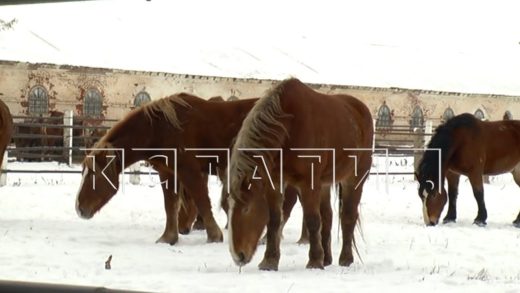 Старейший конный завод, который пытались уничтожить бизнесмены при поддержке приставов, спасён