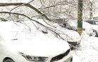 Сухое дерево не выдержало тяжести снега и обрушилось на припаркованные автомобили