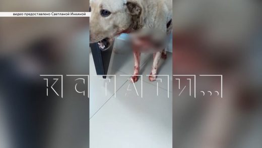 Хозяин, привязавший свою собаку за удавку к машине и ездивший на скорости, объяснил зачем это сделал