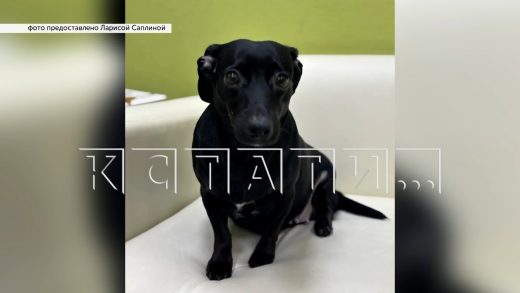 Жена заявила, что ударила мужа ножом, спасая их собаку от сексуального насилия