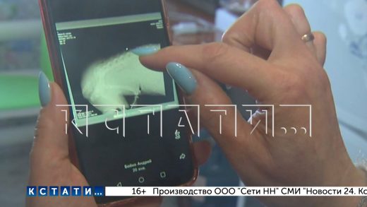 Неизвестные, вооруженные мощным пневматическим оружием, охотятся на домашних собак и кошек