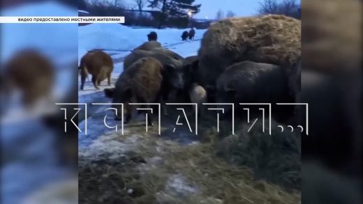 Эксперимент по использованию кабанов для коммерции привёл к тому, что дикие свиньи захватили деревню