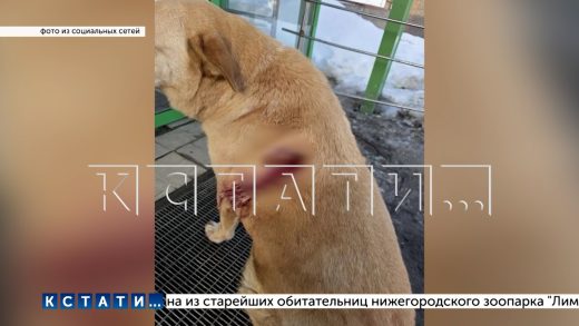 Пёс с ножом в боку пришёл просить помощи у сотрудников магазина