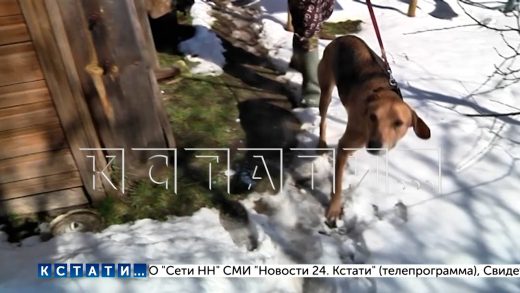 Щенок, которого покусала бешеная лиса, напал на своего хозяина