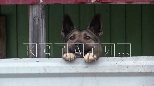 Собака бывшего главы района сорвалась с цепи и покусала жительницу района