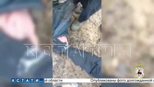 Убийцы, расстрелявшие депутата в Шахунье, имели тесные связи с местными полицейскими