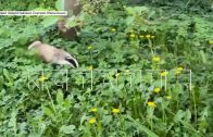 Барсук,появившийся в центре Нижнего Новгорода, пытался прокопать асфальт, чтобы спрятаться в подвале Барсук,появившийся в центре Нижнего Новгорода, пытался прокопать асфальт, чтобы спрятаться в подвале