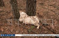 Элитный питомник, трупы собак стоимостью от миллиона рублей, разбрасывает в лесах и на помойках