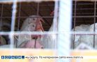 Нелегальную птицефабрику организовали в городском гаражном кооперативе и отравили жизнь окружающим