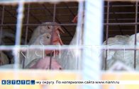 Нелегальную птицефабрику организовали в городском гаражном кооперативе и отравили жизнь окружающим