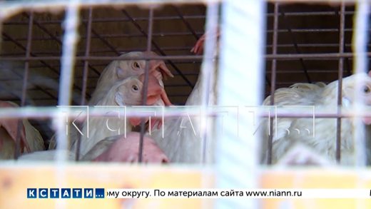 Нелегальную птицефабрику организовали в городском гаражном кооперативе и отравили жизнь окружающим