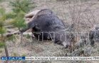 Озеро, обнесённое колючей проволокой бывшим прокурором, оказалось смертельно опасно для животных