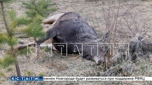 Озеро, обнесённое колючей проволокой бывшим прокурором, оказалось смертельно опасно для животных