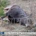 Озеро, обнесённое колючей проволокой бывшим прокурором, оказалось смертельно опасно для животных