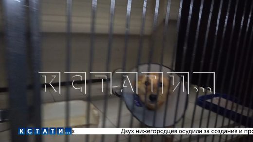 Площадка для реабилитации животных появится в Нижнем Новгороде