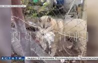 Пойманный на месте убийства домашней птицы зверь оказался добрейшим существом