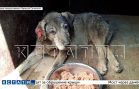 Волонтёр, спасавшая застрявшую между гаражами собаку, застряла сама и едва не погибла